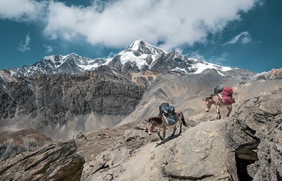 两头驴子背着袋子走在石山上